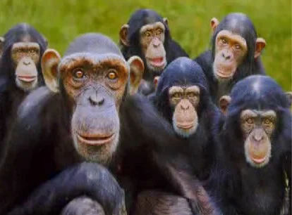 monkeys staring at you