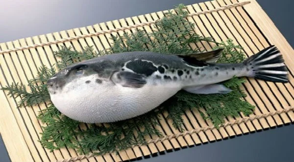 fugu