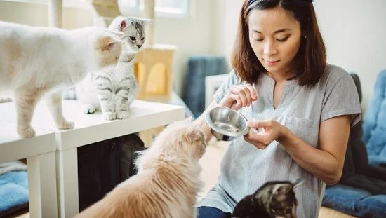 Pet sitter feeding cats.