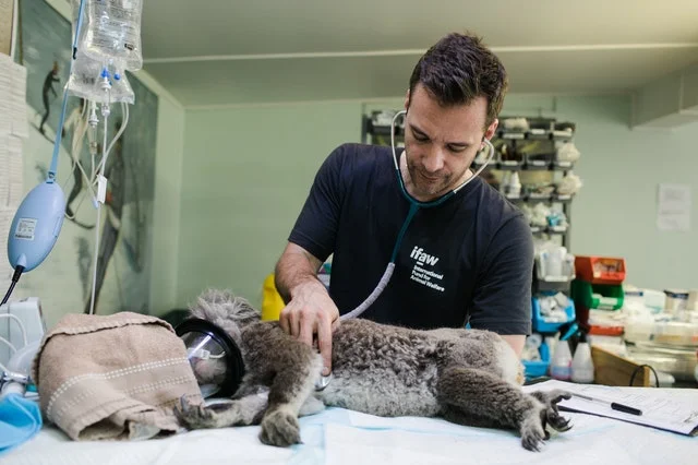 Certified veterinarian checking a koala.