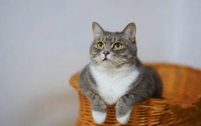 Grey and white cat at a veterinary clinic.