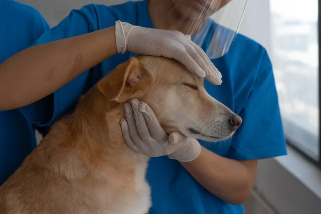 Veterinarian with a dog.