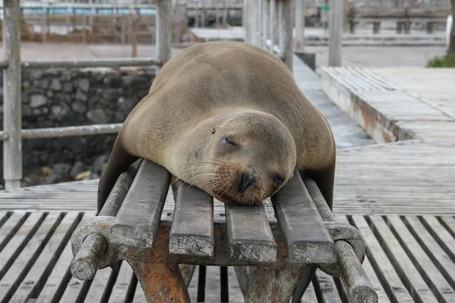 Sealion sleeping.